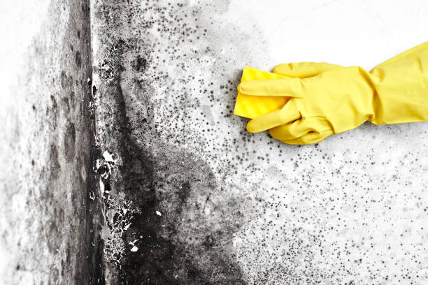 Best Black Mold Removal  in Rockwell Place, TX