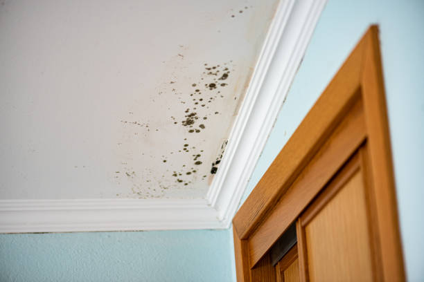 Best Fast Mold Removal  in Rockwell Place, TX