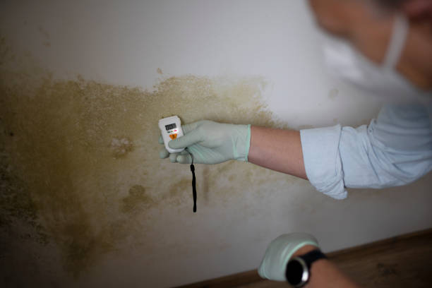 Best Best Mold Removal Companies  in Rockwell Place, TX