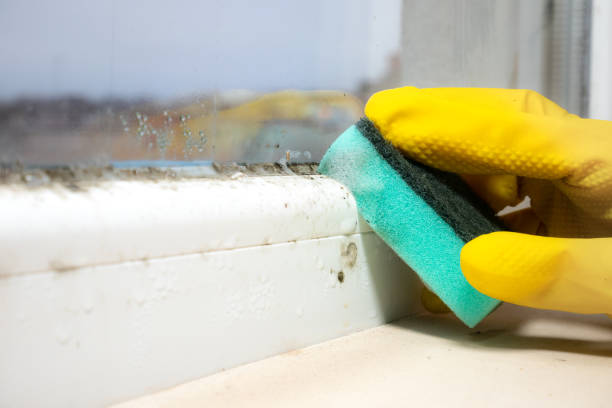 Professional Mold Removal in Rockwell Place, TX