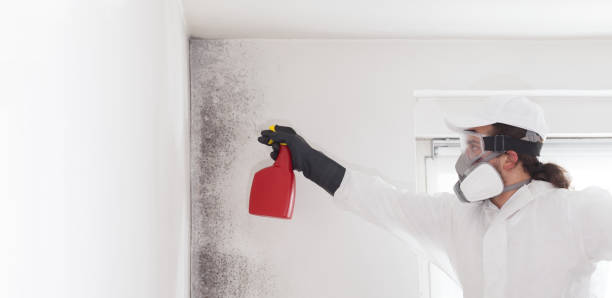 Best Same-Day Mold Removal  in Rockwell Place, TX