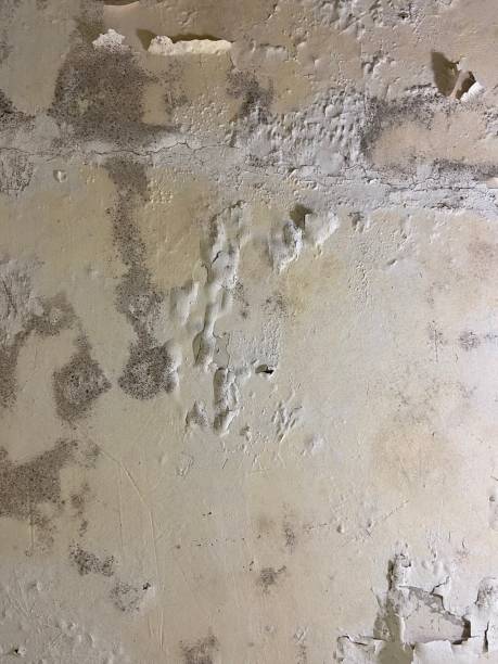 Best Toxic Mold Removal  in Rockwell Place, TX