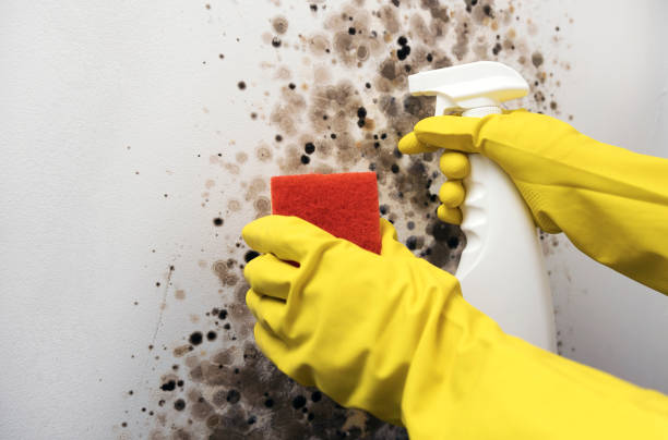 Best Mold Cleaning Services  in Rockwell Place, TX