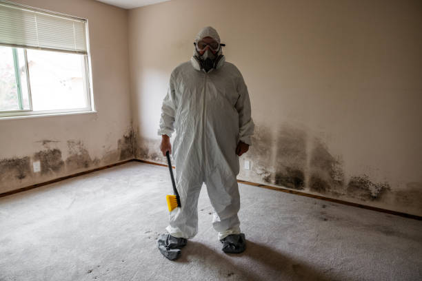 Best Certified Mold Removal  in Rockwell Place, TX