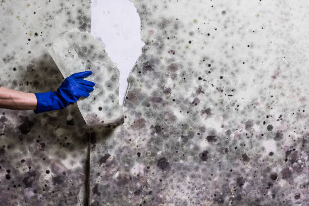 Best Crawl Space Mold Removal  in Rockwell Place, TX