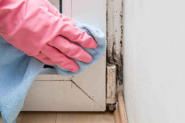 Best Same-Day Mold Removal  in Rockwell Place, TX
