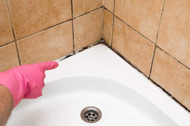 Home Mold Removal in Rockwell Place, TX